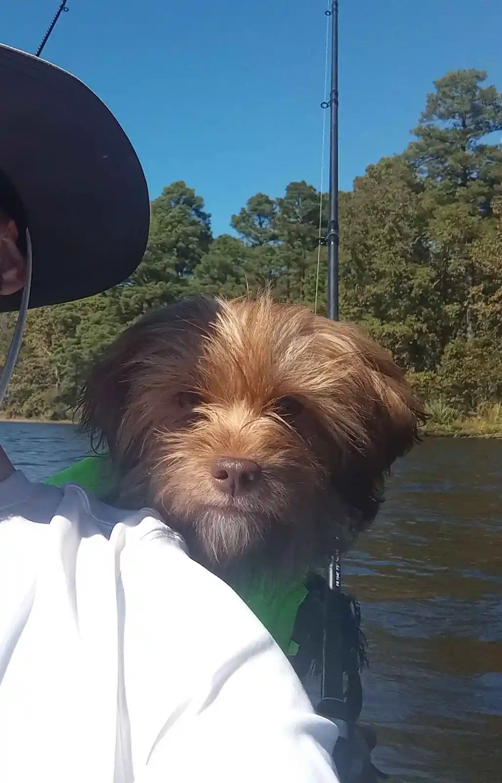 A small, scruffy dog with brown and black fur is being held by a person wearing a white shirt and a black hat, on a boat…