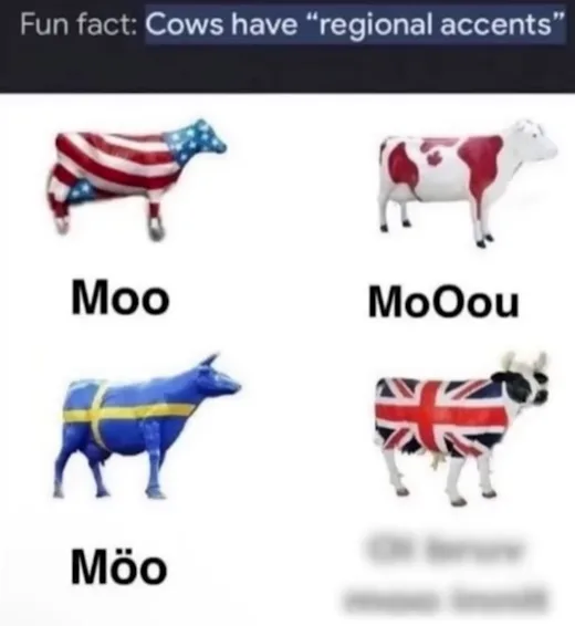 Four cows, each wrapped in a different national flag — USA, Canada, Sweden, and UK — with their corresponding cow moos…