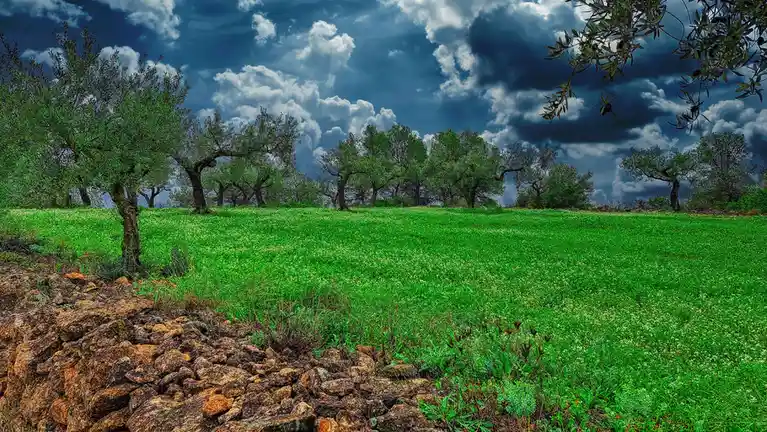 A vibrant, stylized landscape photo shows a row of olive trees against a dramatic, cloudy sky, with a bright green field of…