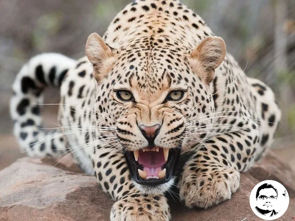 A close-up photograph of a leopard lying on a rock, snarling with its mouth wide open, teeth bared, and eyes narrowed in an…