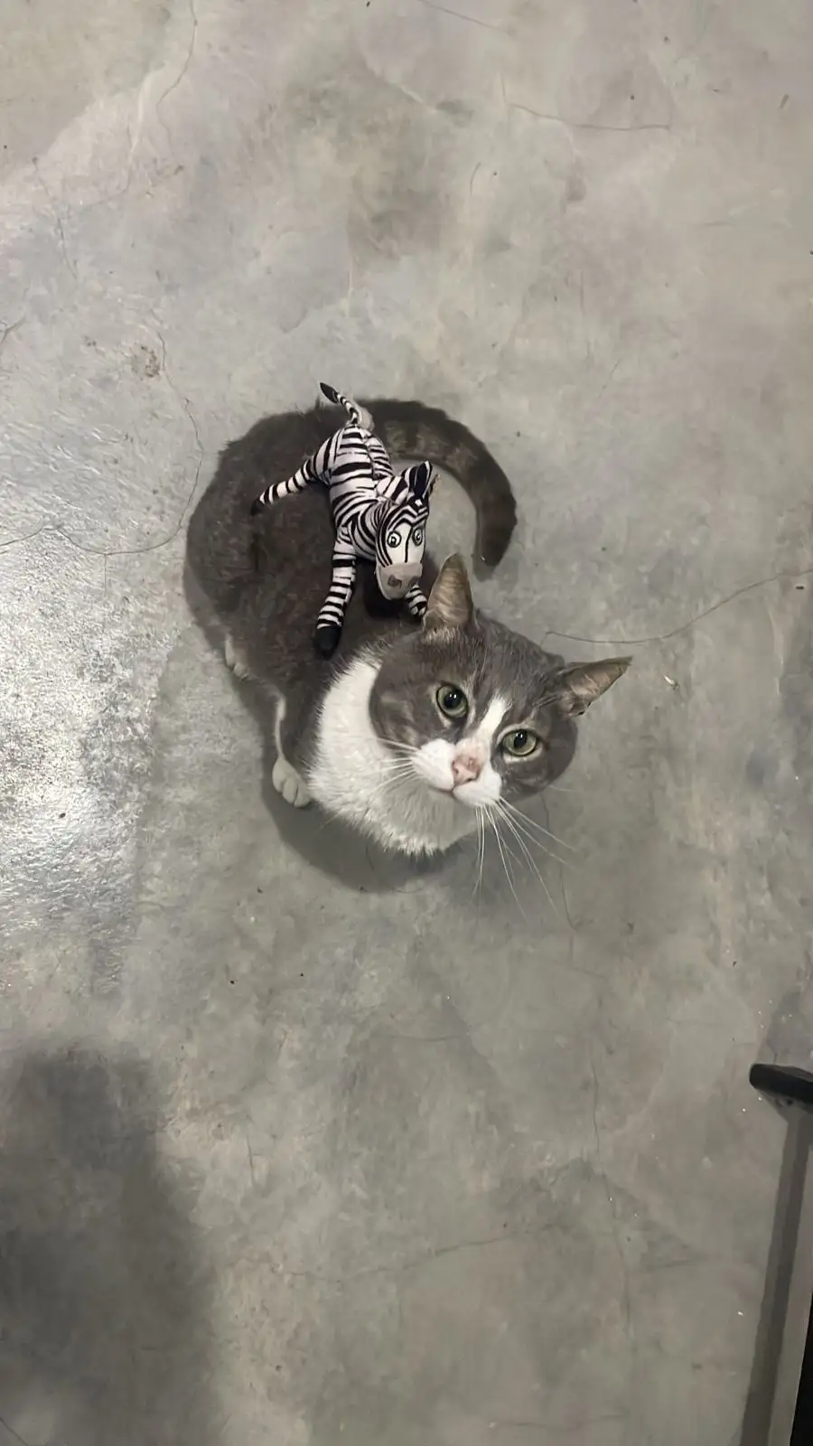 A gray and white cat sits on a gray floor looking up, with a small plush zebra toy perched on its back. The cat has wide…