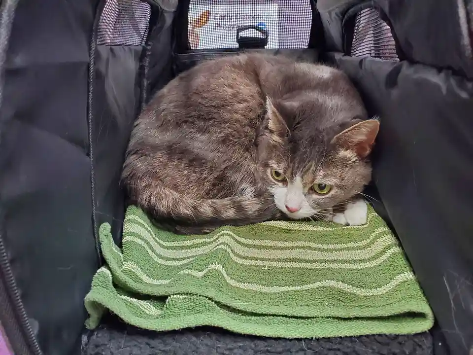 A gray and white tabby cat with green eyes is curled up inside a black pet carrier, resting on a green and white striped…
