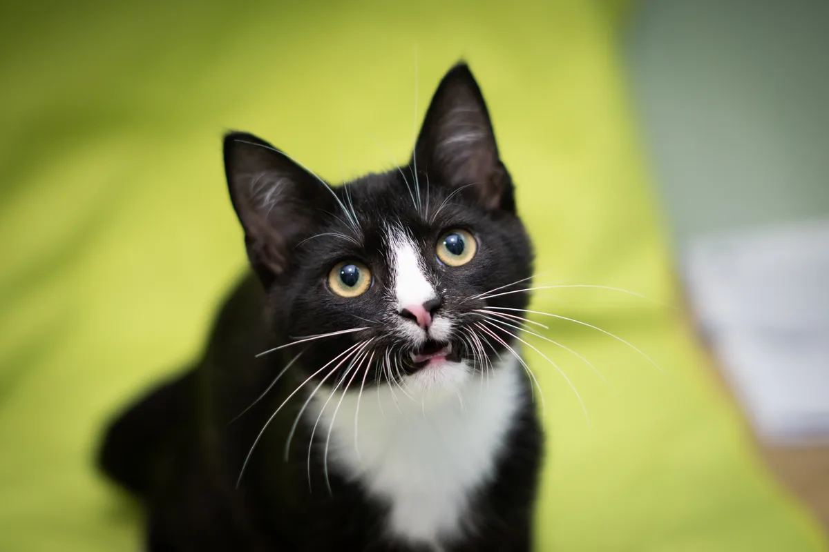 Wasabi's Reaction: Utter Shock!
