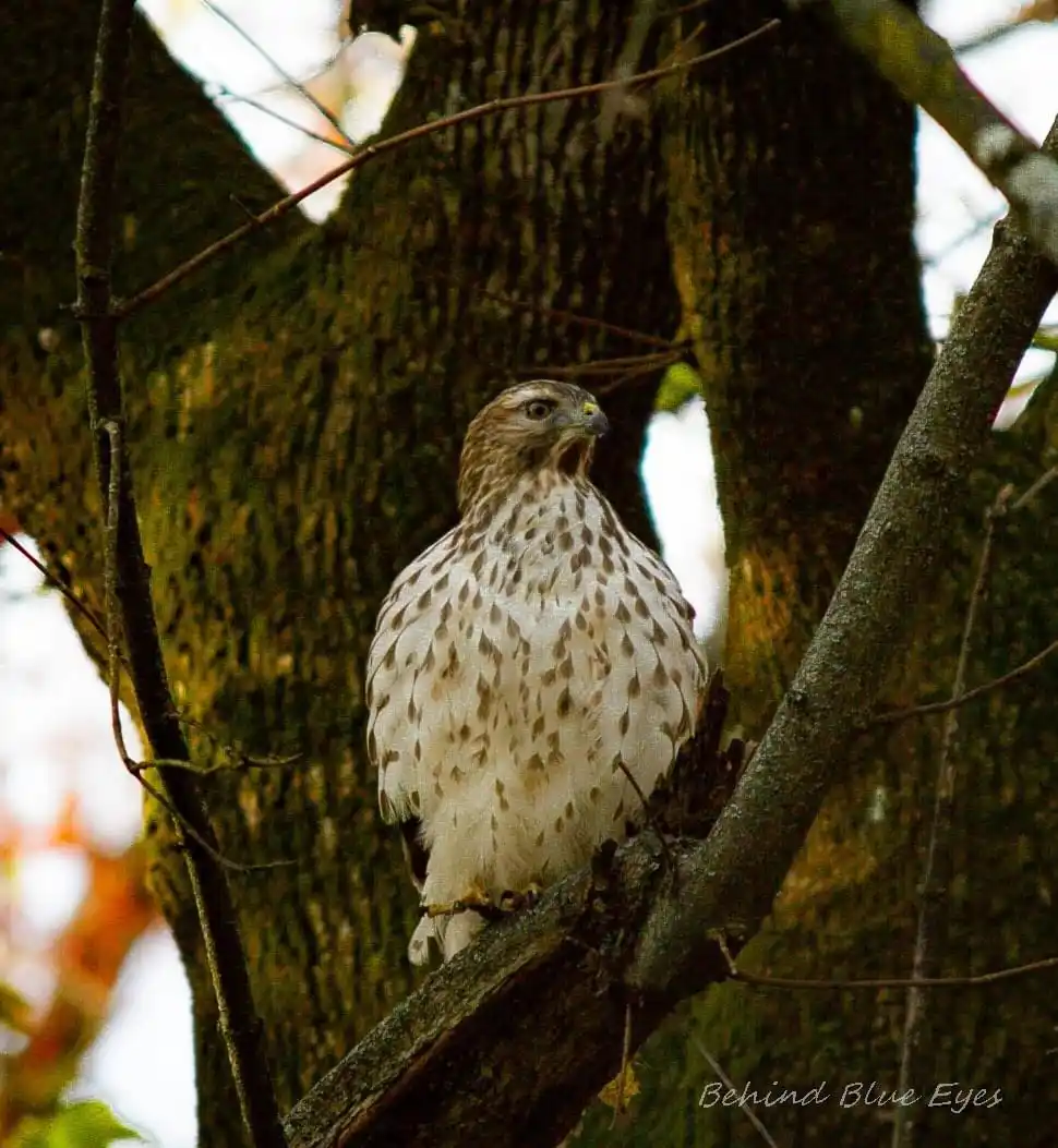A hawk with brown and white speckled feathers perches on a thick tree branch, looking alertly to the side. The image has the…