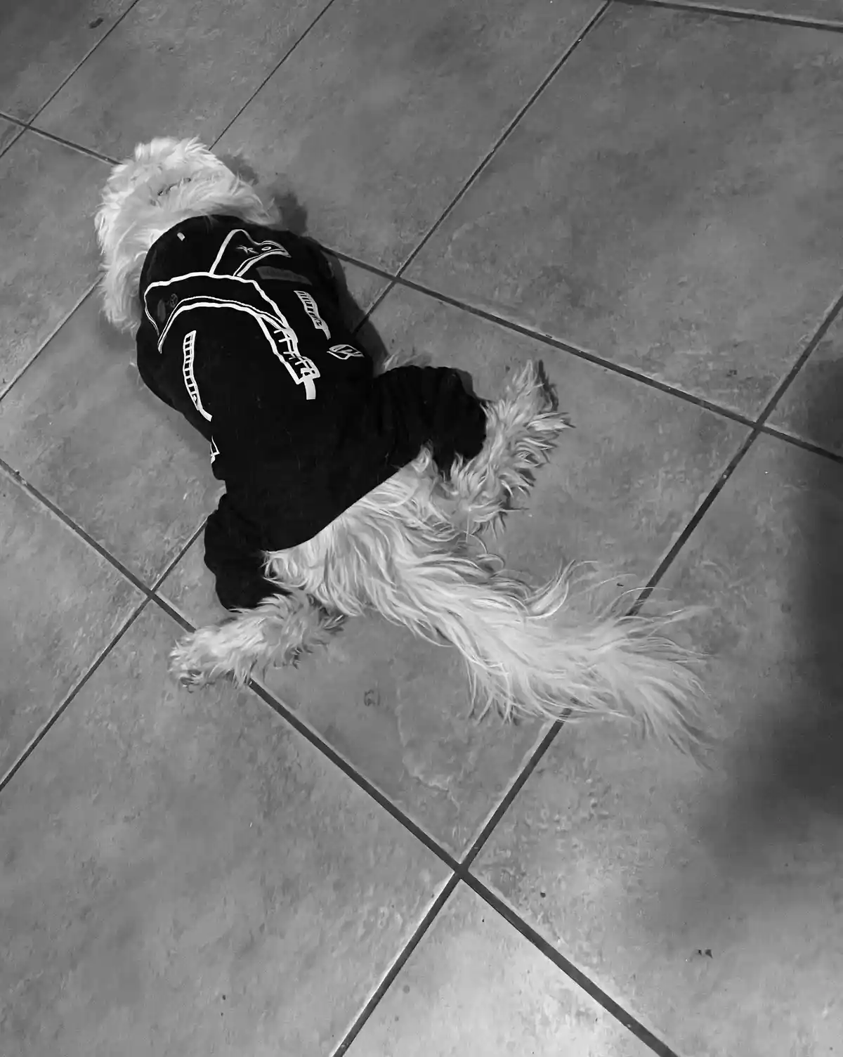 A small, fluffy white dog wearing a black hoodie with white graphics lies sprawled on a tiled floor, appearing to be resting…