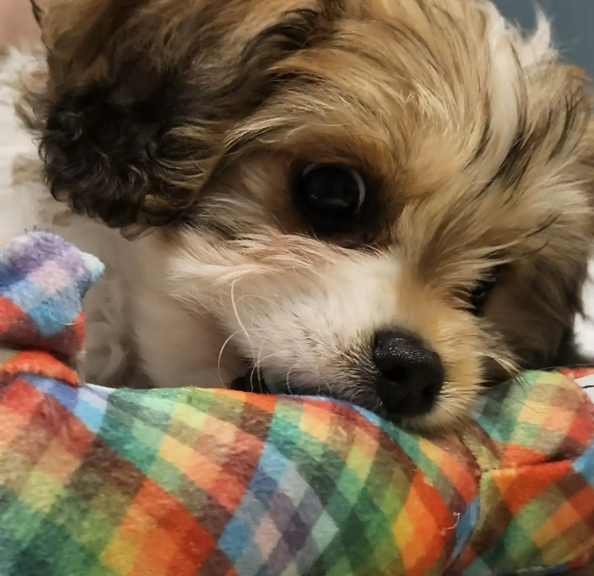 Celebrating Cake Day with Marbie, the Goodest Dog!