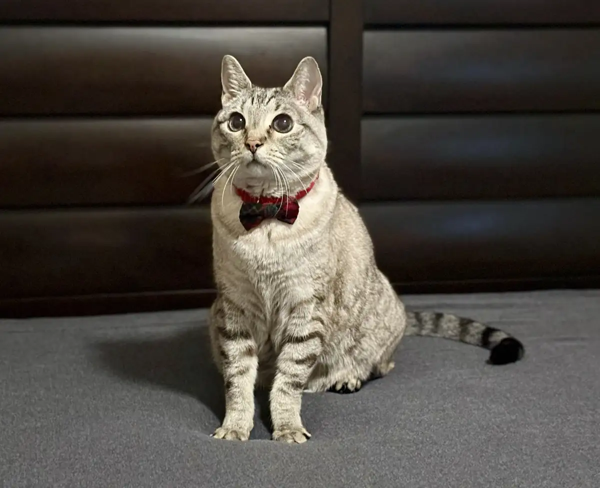 A silver tabby cat sits upright on a gray carpet in front of a dark brown headboard, wearing a red plaid bowtie around its…