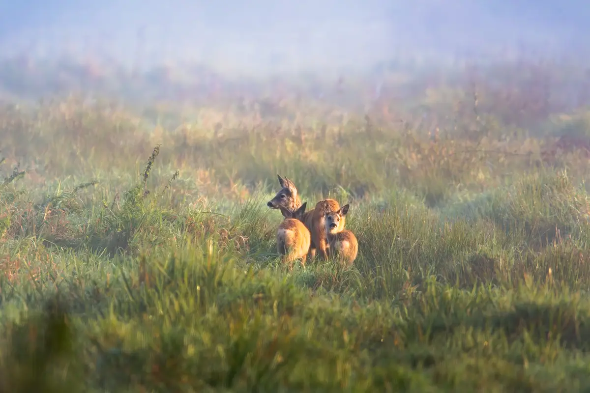 Three deer stand together in a misty, sunlit grassy field, with one looking directly at the camera while the others face…
