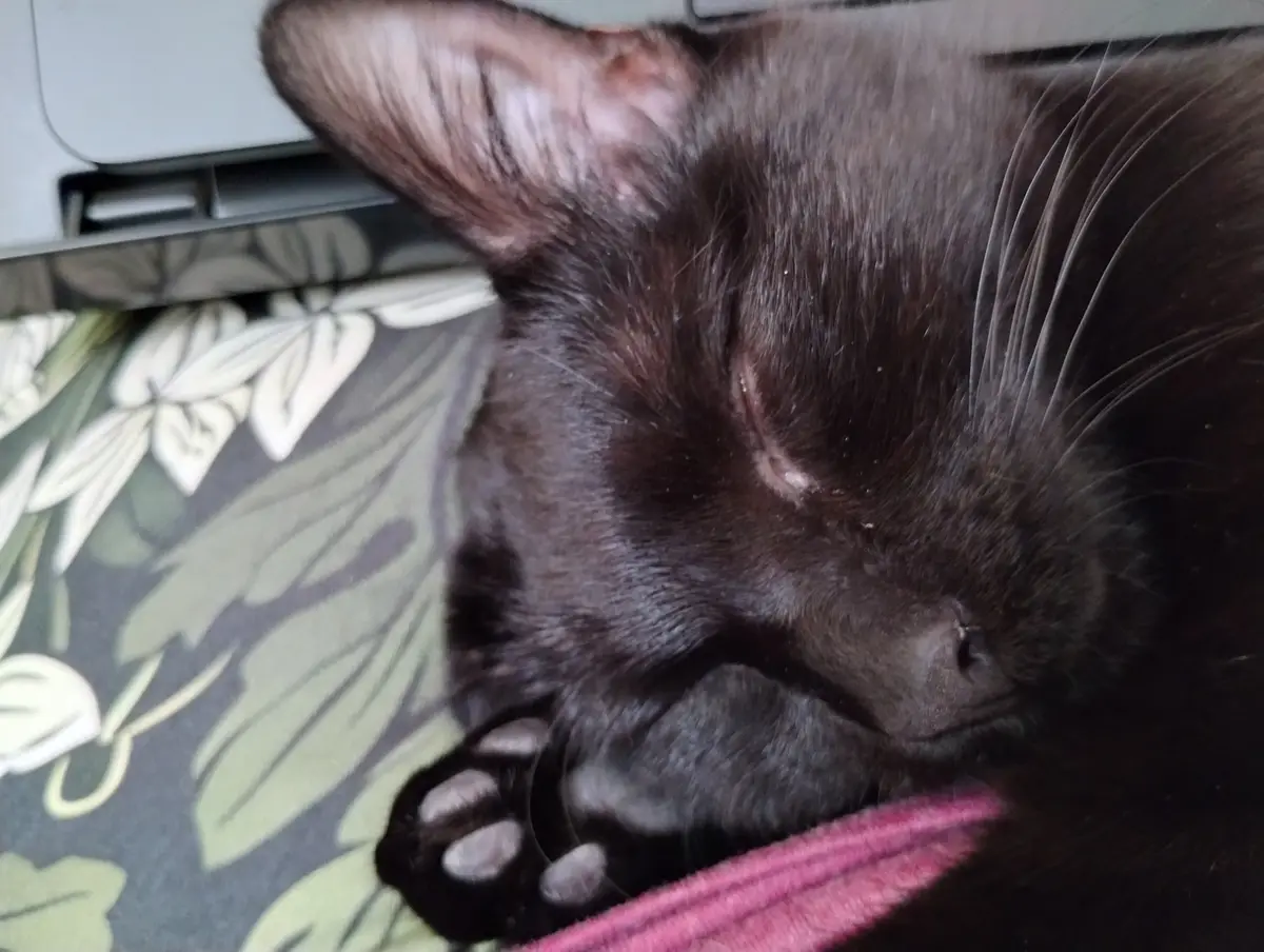 A close-up photo of a black cat sleeping peacefully with its eyes closed, resting its head on a floral-patterned surface…