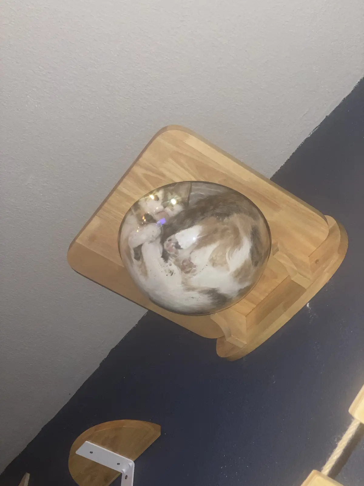 She Absolutely Adores Her New Bowl