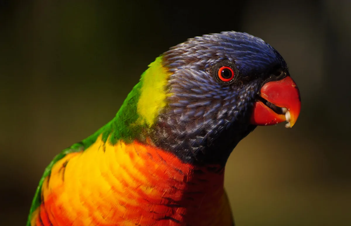 A close-up photo of a colorful rainbow lorikeet with blue head, green neck, yellow and orange chest, and red beak, looking…
