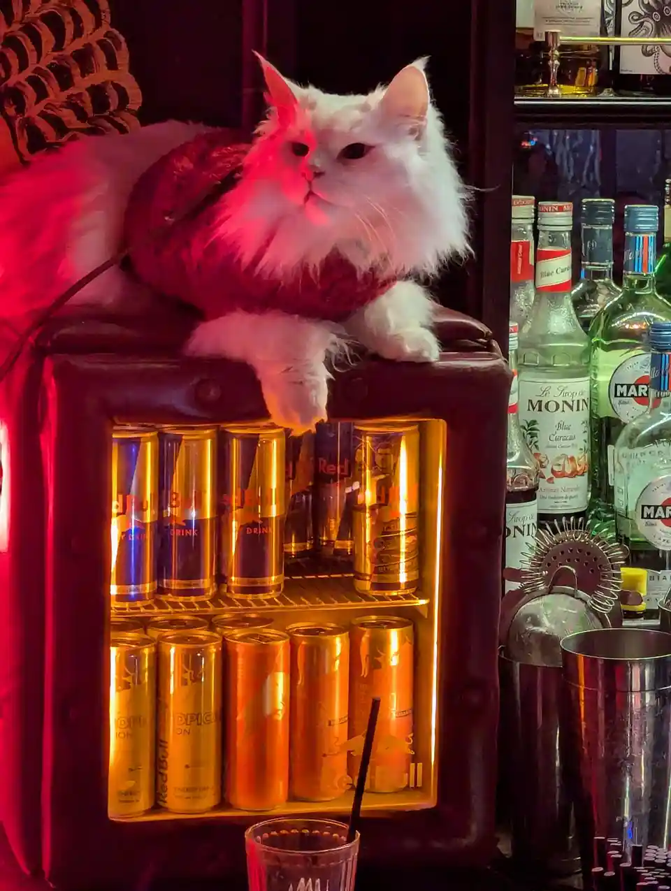 A fluffy white cat wearing a red sweater sits atop a mini fridge filled with Red Bull cans, surrounded by bar equipment and…
