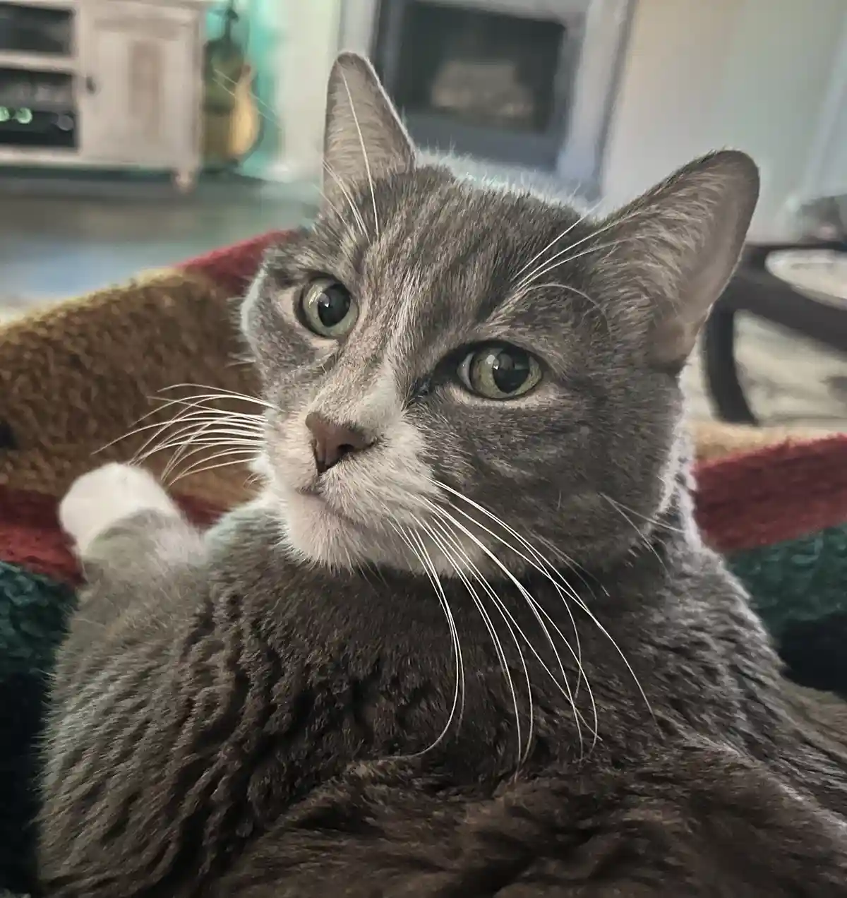 A gray tabby cat with green eyes and a white muzzle sits on a colorful blanket, looking directly at the camera with a…