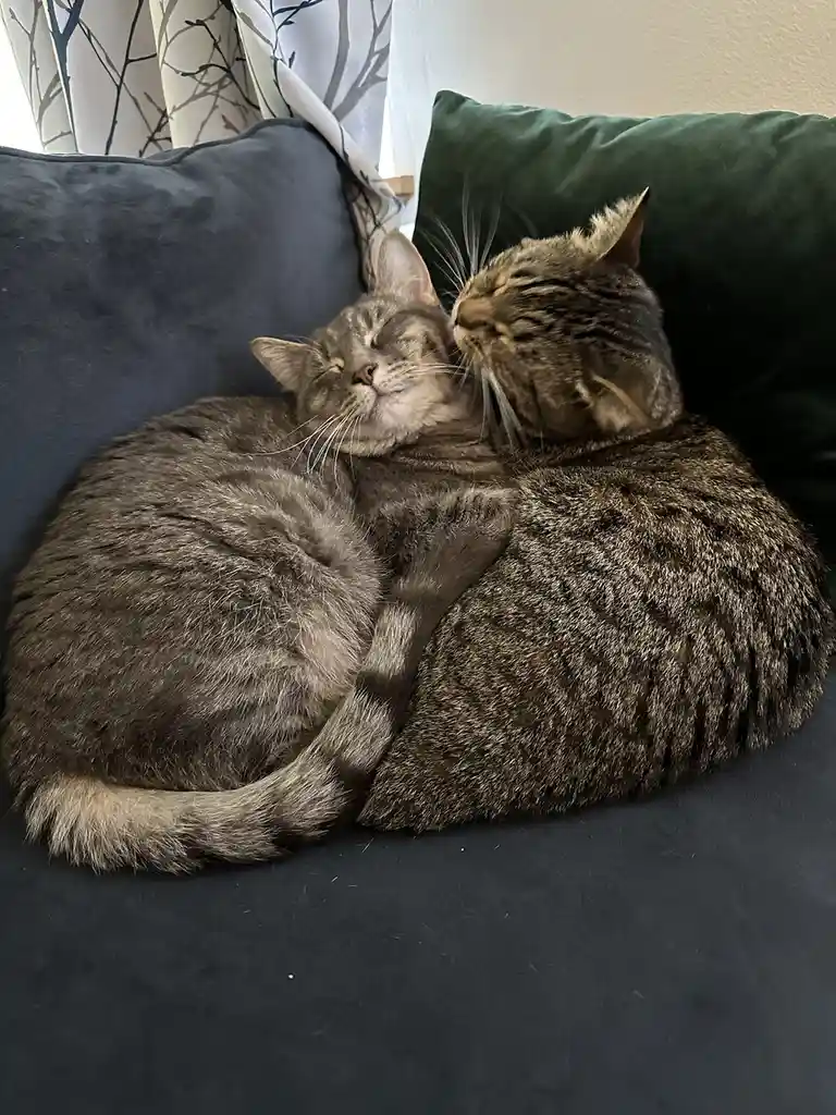 Two gray tabby cats are curled up together on a dark couch, one licking the other's face while both appear very relaxed and…