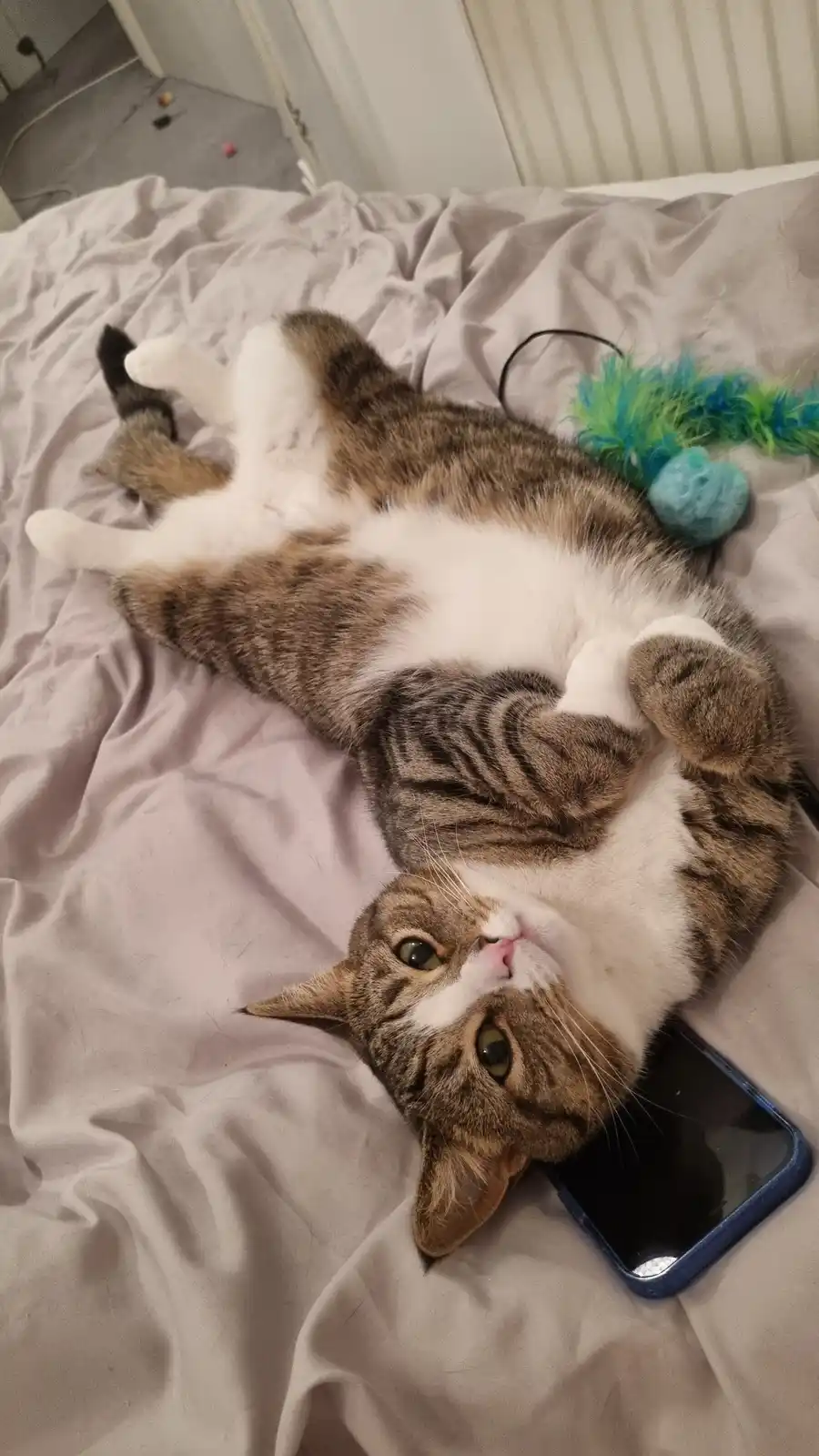A tabby and white cat lies on its back on a rumpled bed, looking up with wide eyes, a smartphone rests under its chin, and a…