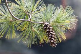 Discover the unique Eastern White Pine: Pennsylvania's five-needle wonder