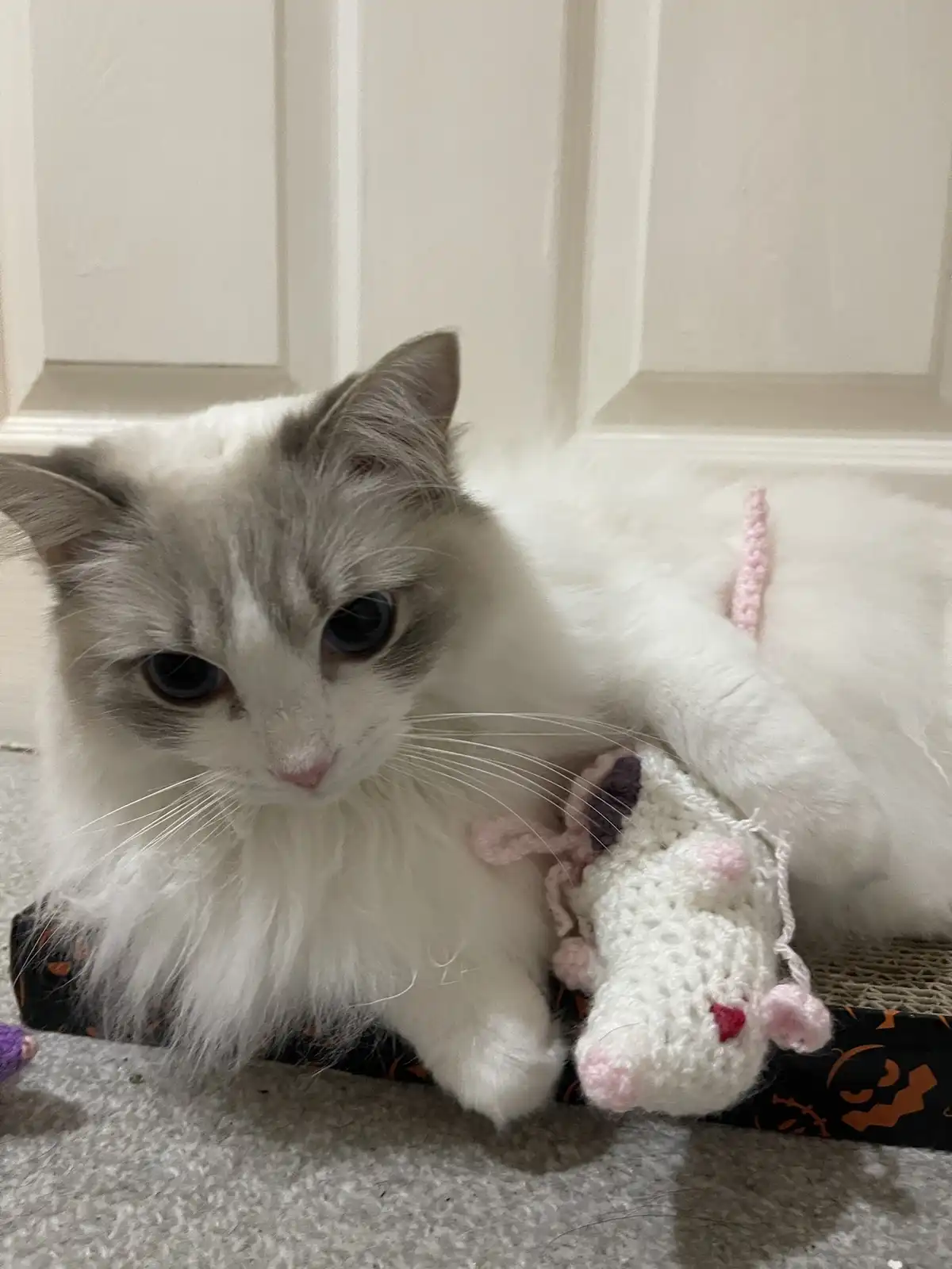 A fluffy white and grey cat with large blue eyes sits on a carpeted floor, looking directly at the camera with a slightly…