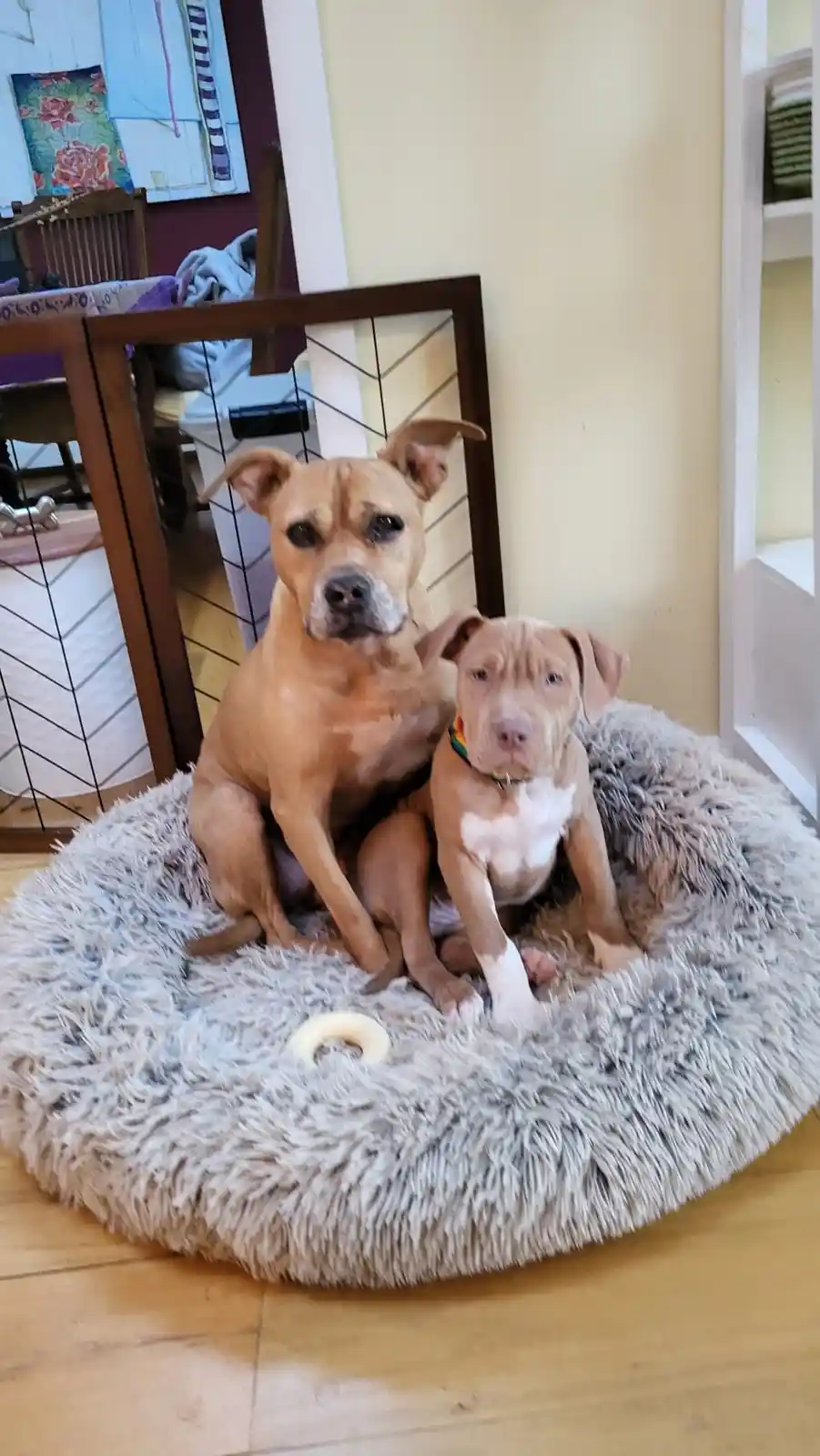 Two tan pit bull-type dogs sit side-by-side on a fluffy grey circular dog bed. The larger dog, likely the mother, sits…