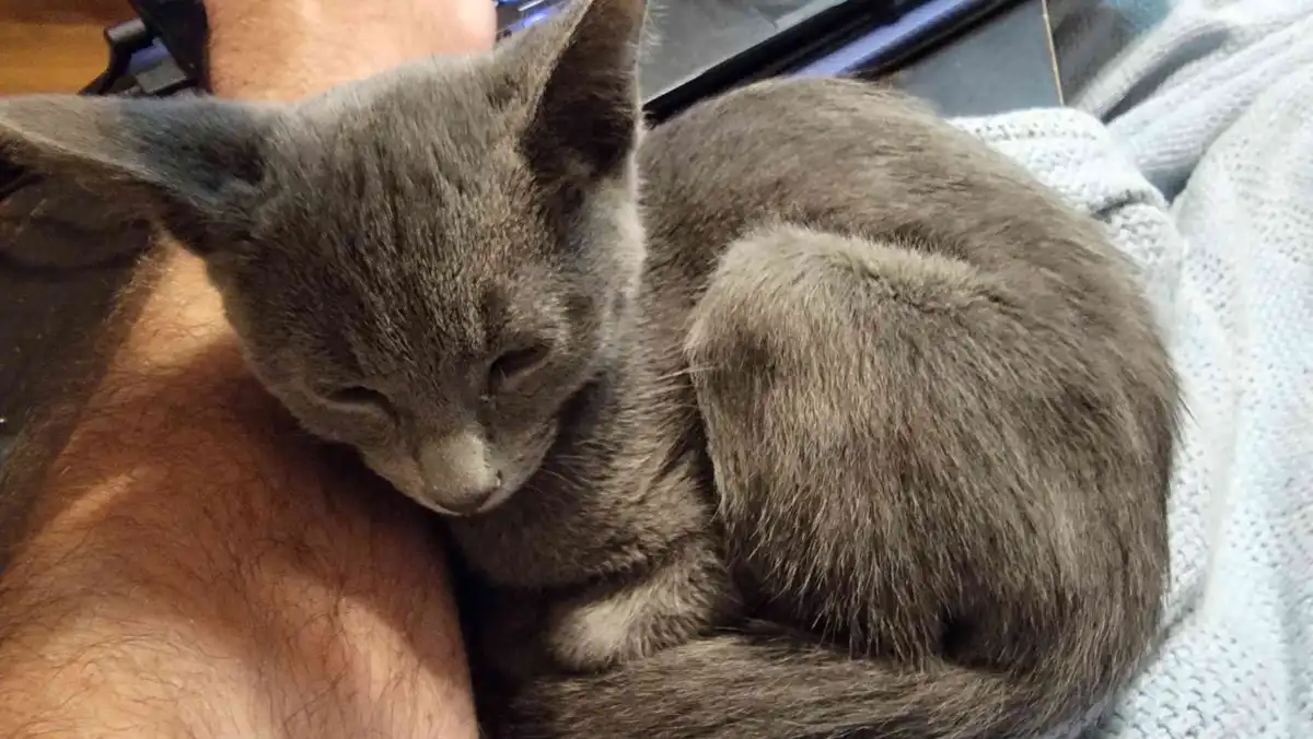 A small gray kitten is curled up and sleeping soundly on a person's hairy forearm, nestled against their skin. The kitten's…