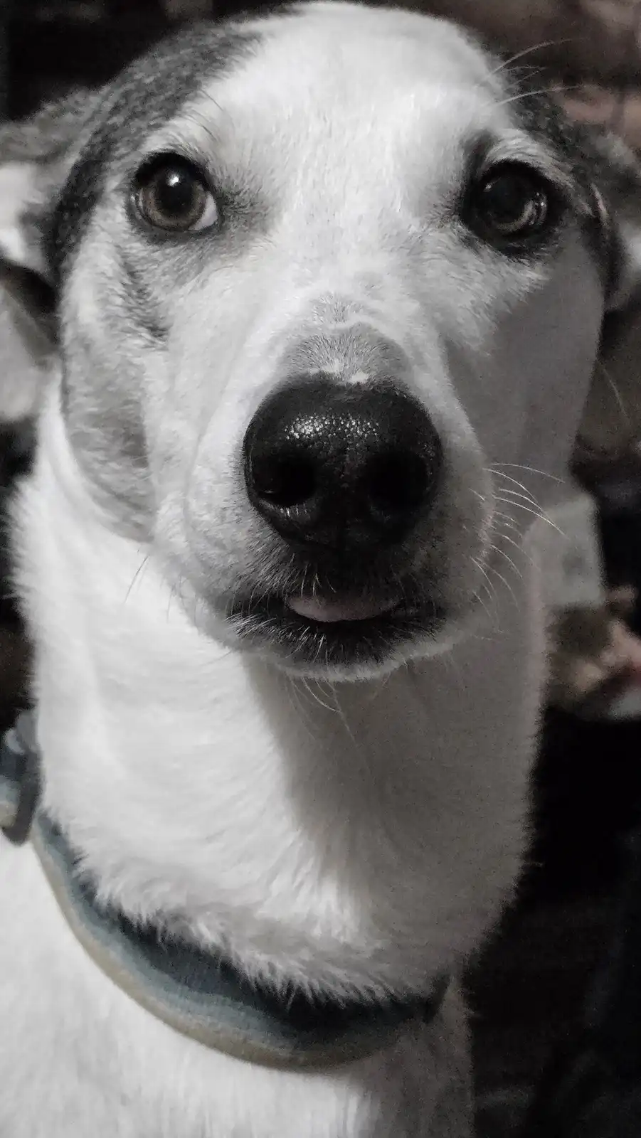 A close-up black-and-white photo of a dog with wide, pleading eyes and a slightly open mouth, looking directly at the…