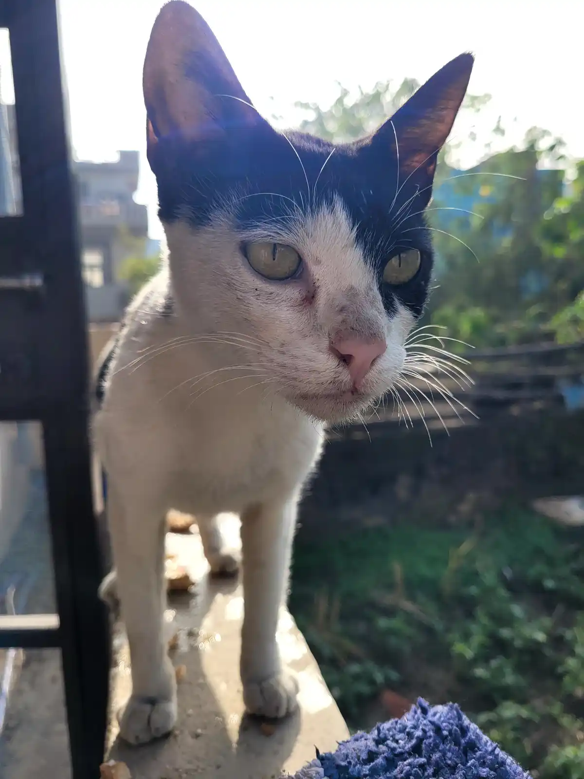 A close-up photo of a black-and-white cat standing on a concrete surface, looking directly at the camera with a weary…