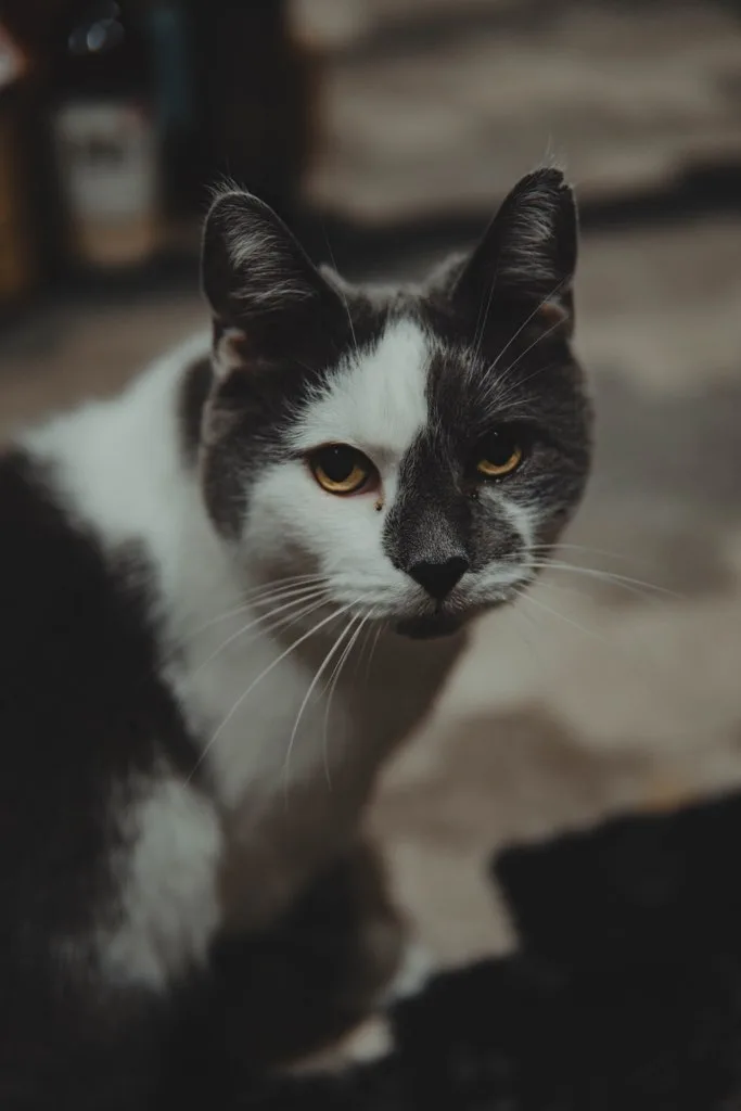 A close-up photo of a black and white cat with a serious, unimpressed expression, looking directly at the camera. The cat…