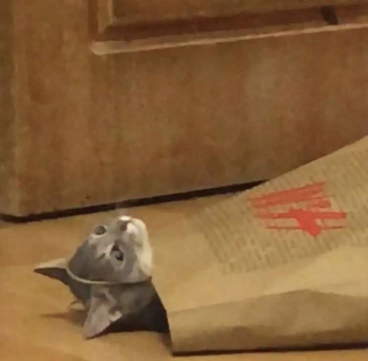 A small gray cat with wide, startled eyes is peeking out from the opening of a brown paper bag, looking upward. The bag has…