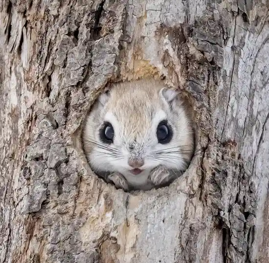 A small, furry rodent with large dark eyes and a pink nose peeks out from a round hole in a textured tree trunk, looking…