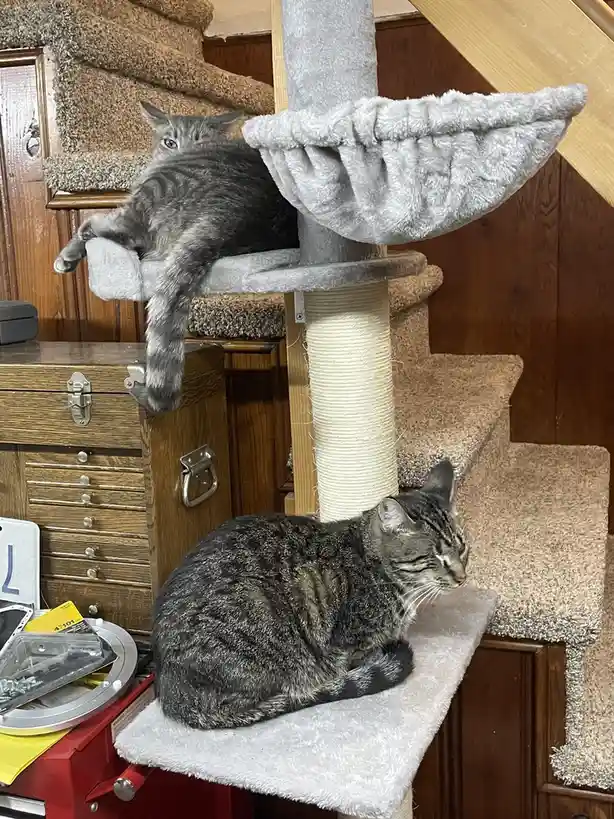 Two gray tabby cats are lounging on a multi-level cat tree; one is curled up sleeping on a lower platform while the other is…