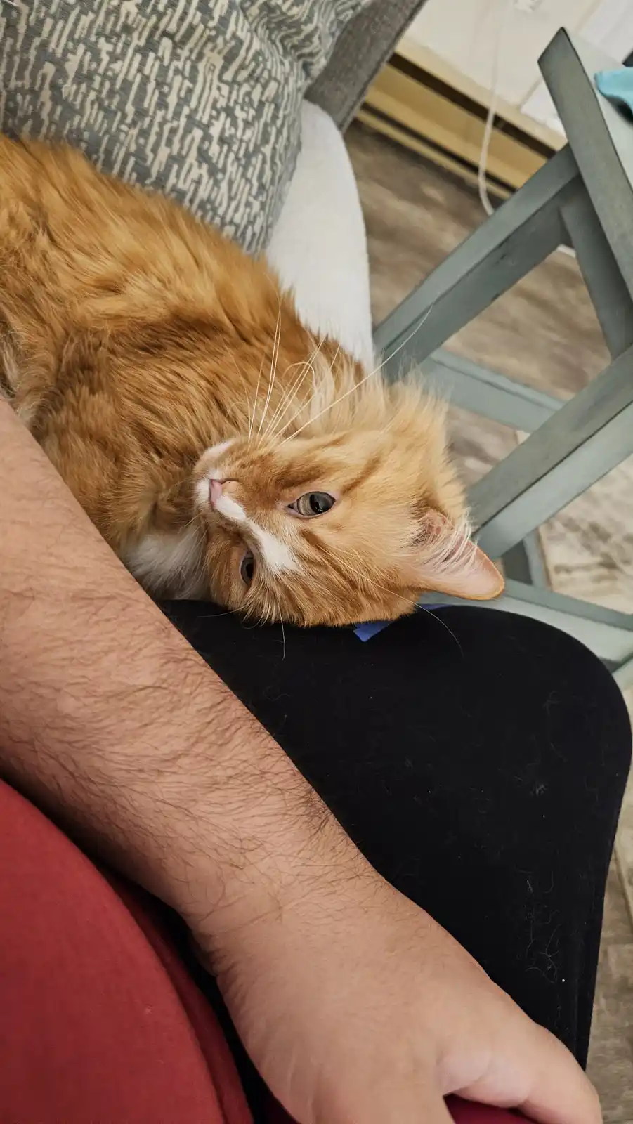 An orange tabby cat with white markings is curled up and resting its head on a person's lap, looking upward with a relaxed…