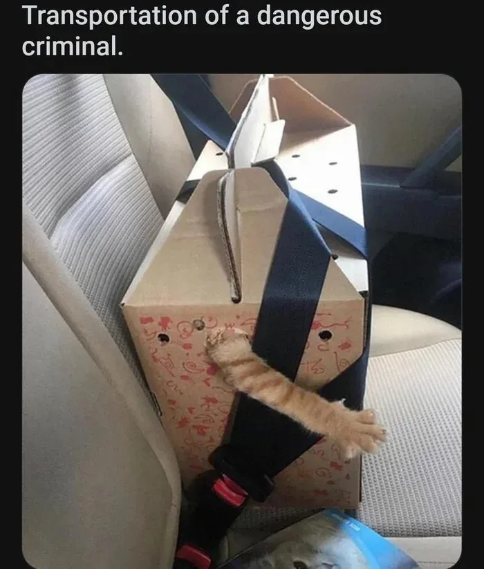 A small orange tabby cat is visible inside a cardboard box strapped to a car seat with a seatbelt. The box has red…