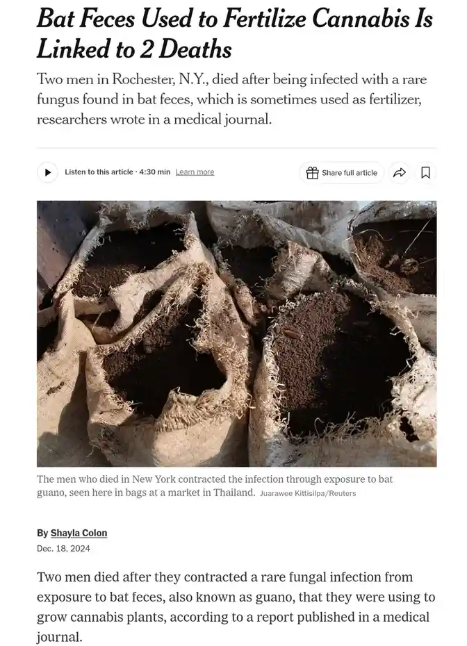 A news article screenshot shows several open burlap sacks filled with dark brown bat guano, used as fertilizer. The headline…