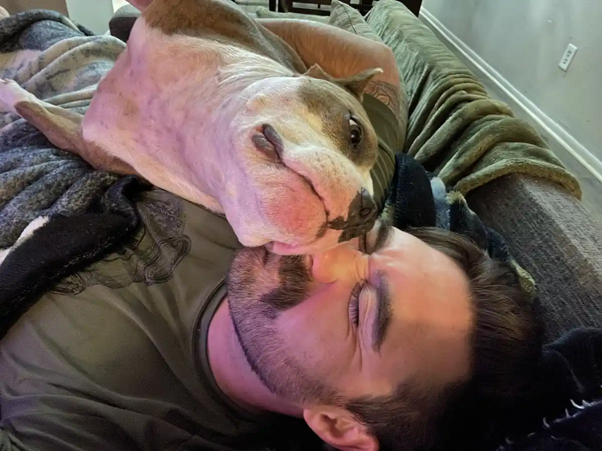 A brown and white pit bull dog is lying on its back on a person's chest, its head resting near the person's face. The…