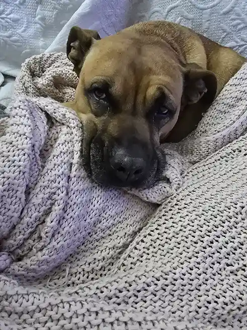 A tan dog with droopy eyes and a sad expression is nestled in a thick, light-colored knit blanket. The dog's face is…