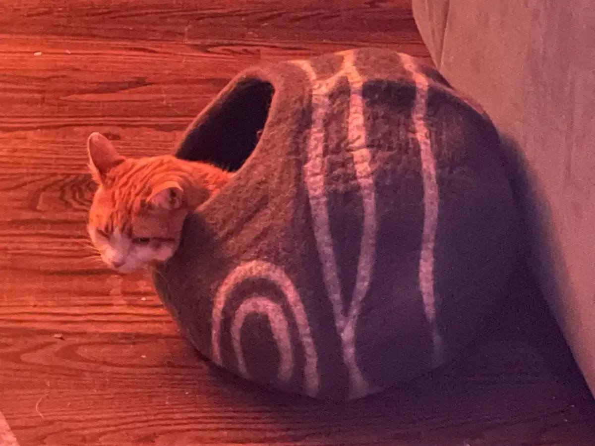 An orange tabby cat with a white muzzle is peeking out from a dark gray, striped, round cat bed on a wooden floor. The cat…