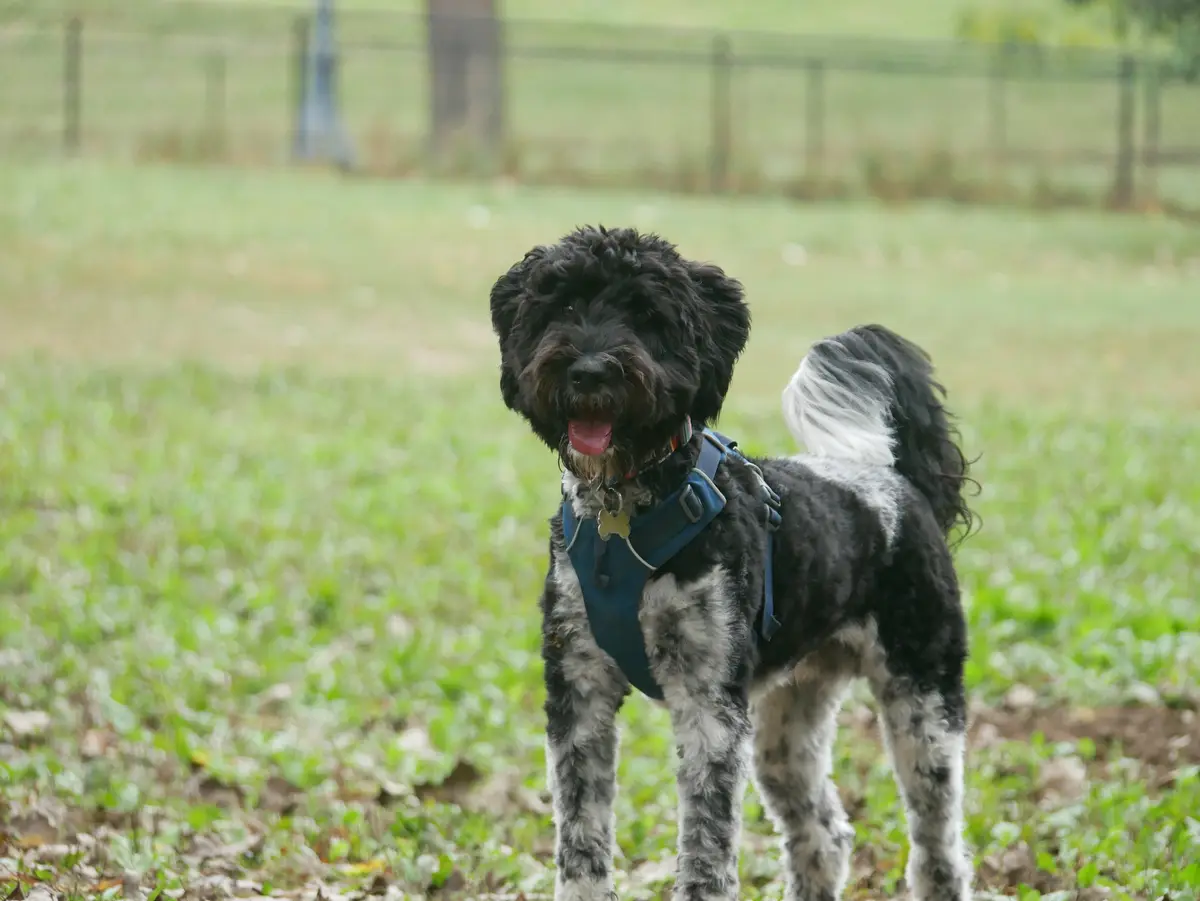 A black and white curly-haired dog wearing a blue harness stands in a grassy field, looking at the camera with its tongue…