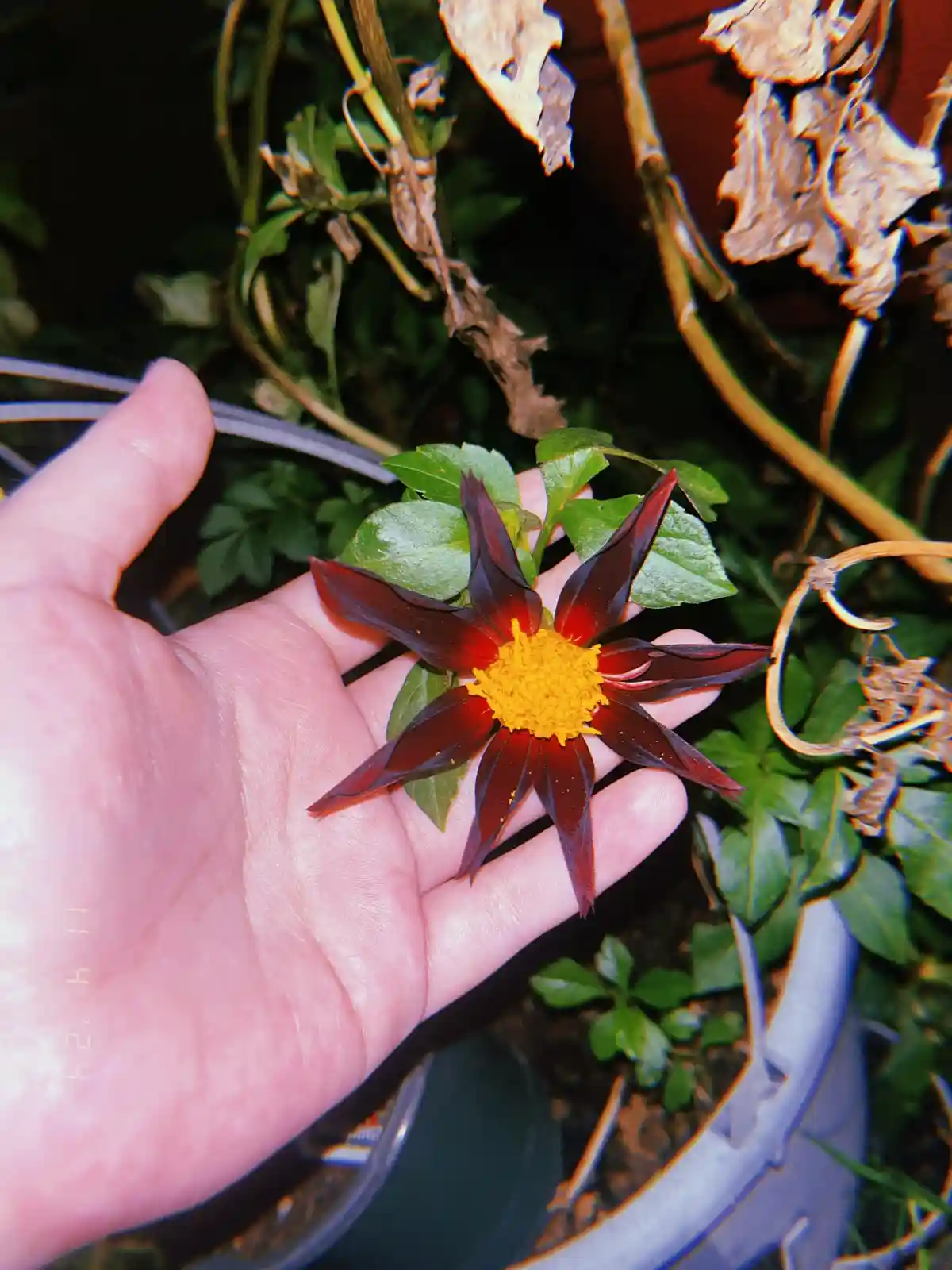 A person's hand holds a vibrant dark red and yellow dahlia flower, with surrounding green leaves and dried, brown foliage in…