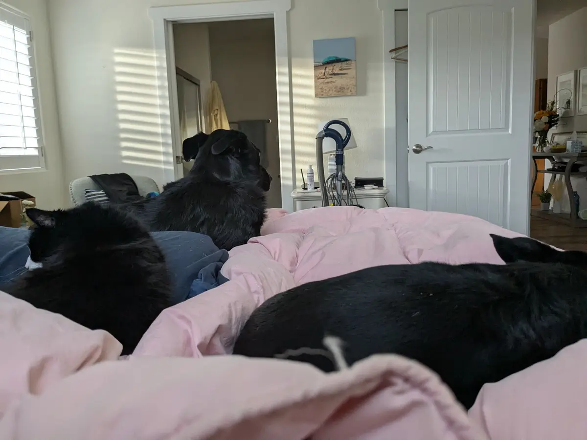 A black cat and two black dogs are lounging on a pink bedspread in a bedroom. The cat is curled up on a blue pillow, while…