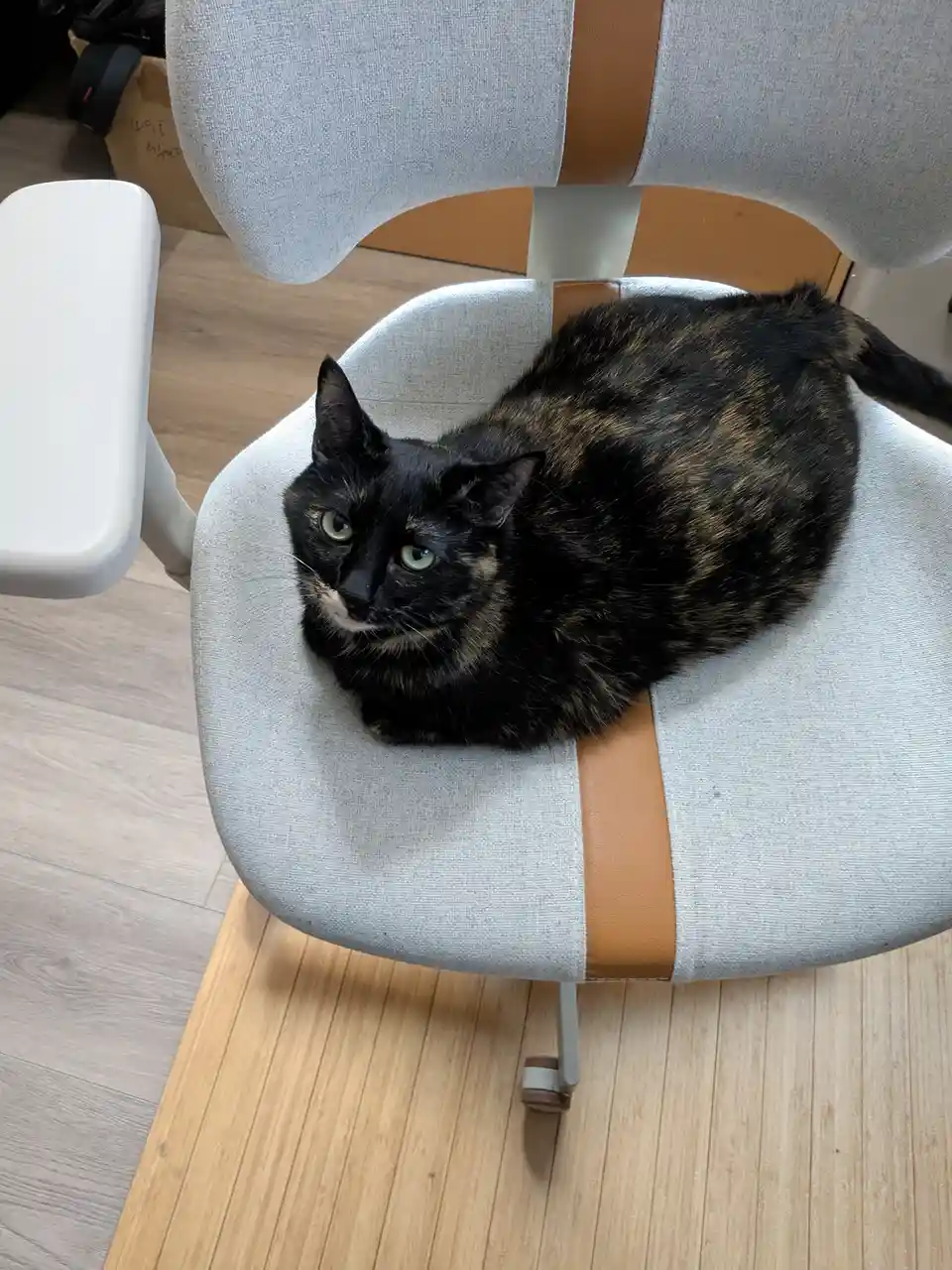 A tortoiseshell cat with green eyes is curled up on a modern office chair with gray fabric and tan leather accents, looking…