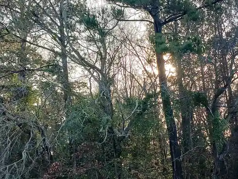 The Mystique of the Edge of the Woods