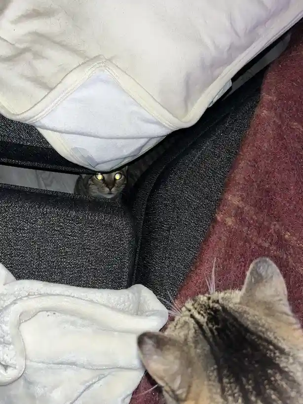 A tabby cat peeks out from under a white blanket draped over a dark gray couch, its eyes glowing yellow in the dim light…