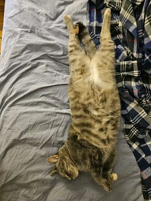 A tabby cat lies on its back on a grey sheet, paws up, exposing its belly, next to a blue plaid blanket. The text overlay…