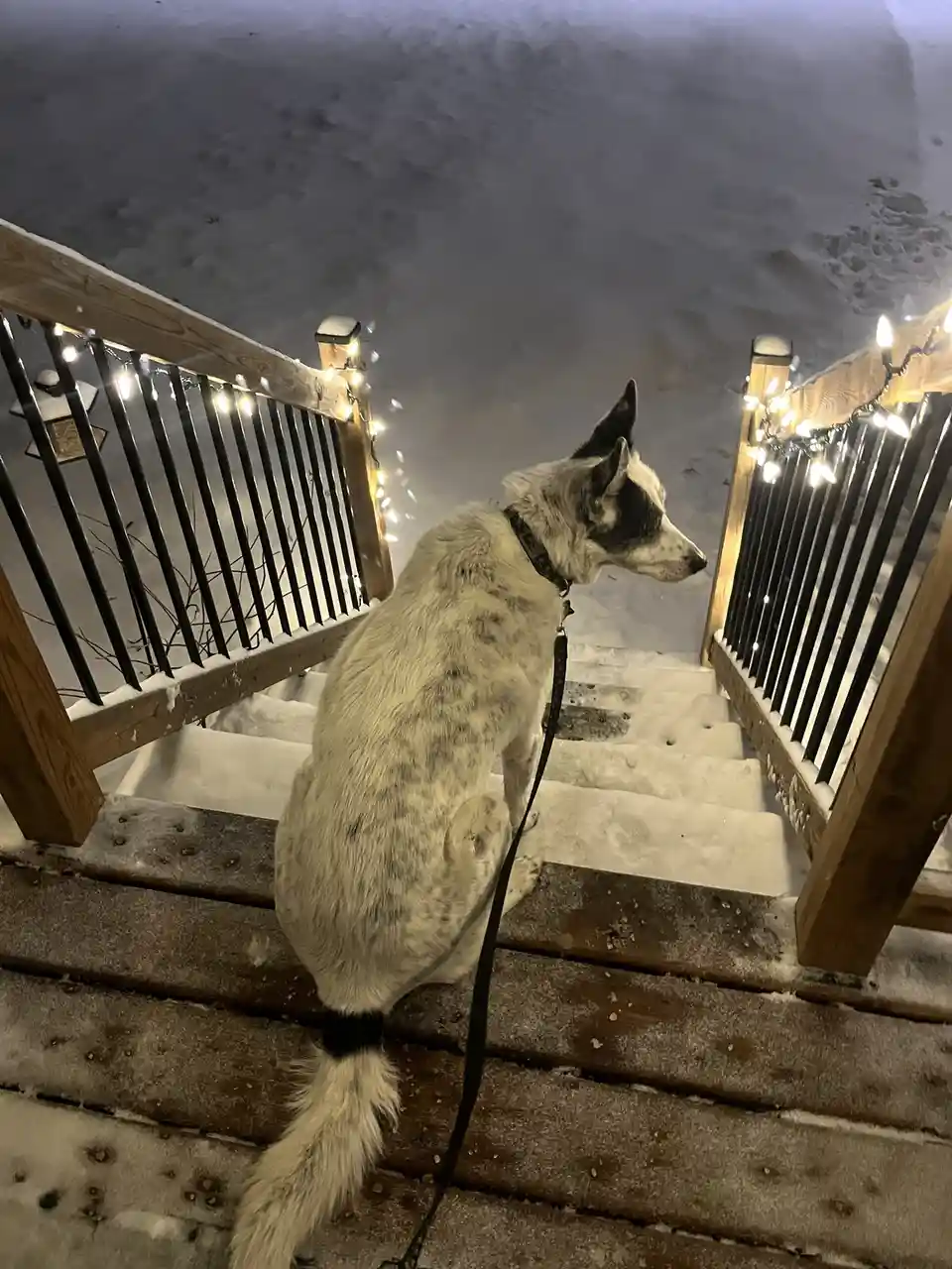 A medium-sized, white and black speckled dog sits patiently on snow-dusted wooden stairs at night, looking up expectantly…