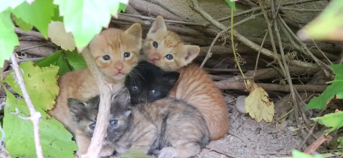 Four small kittens—two orange tabbies, one black, and one tortoiseshell—are huddled together under green vines and twigs…