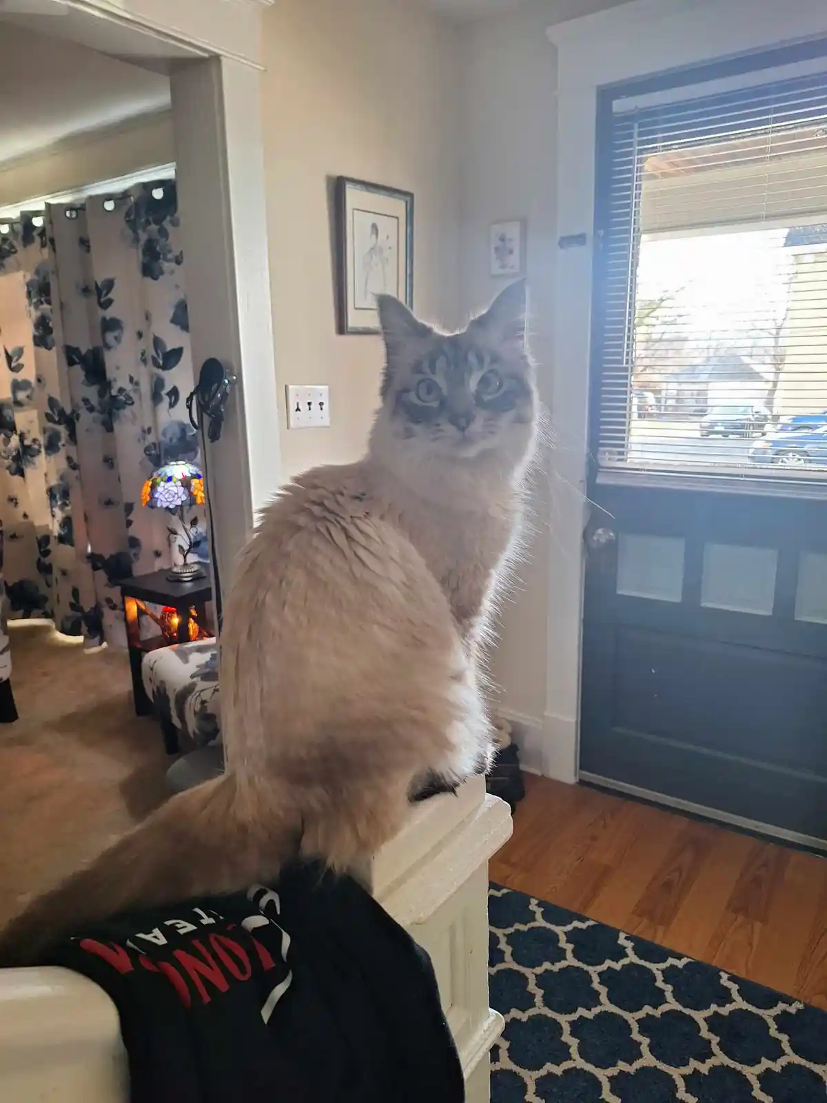 A fluffy, long-haired cat with wide, startled eyes sits upright on a white wooden post inside a home, looking directly at…