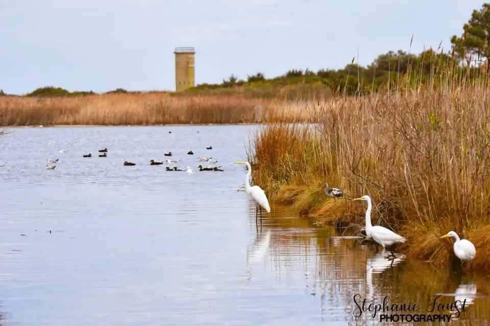 Exploring Gordon's Pond: A Wildlife Wonderland