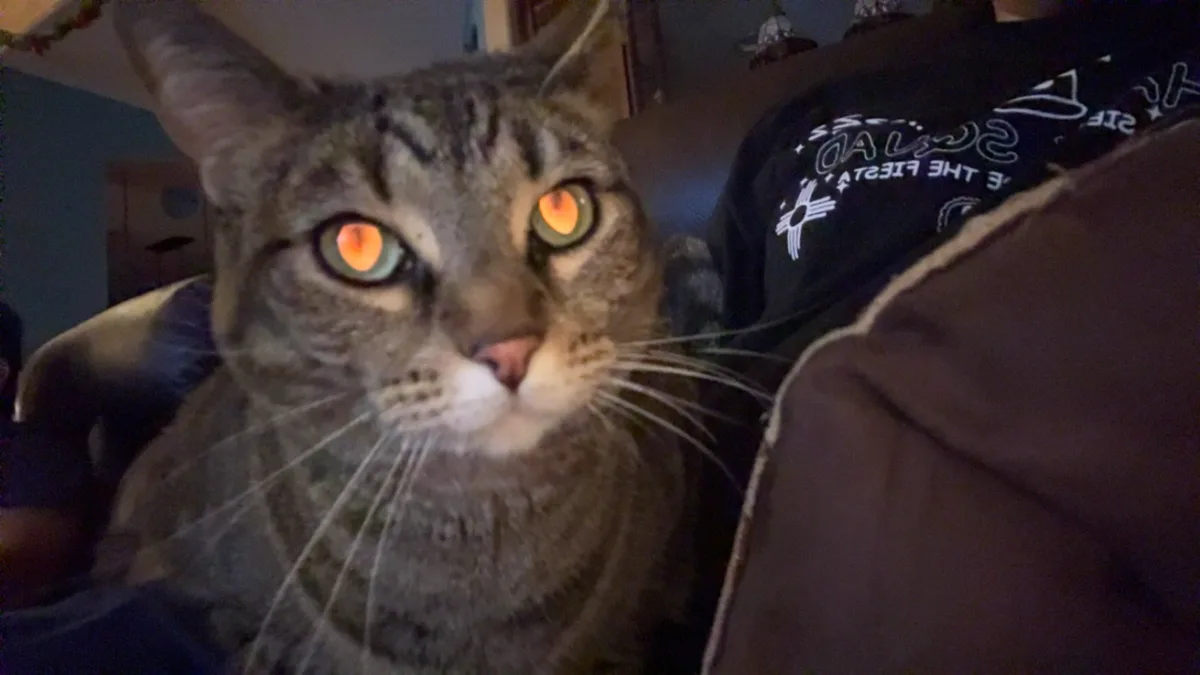 A close-up photo of a tabby cat with glowing orange eyes staring intently at the camera, sitting on a couch next to a person…
