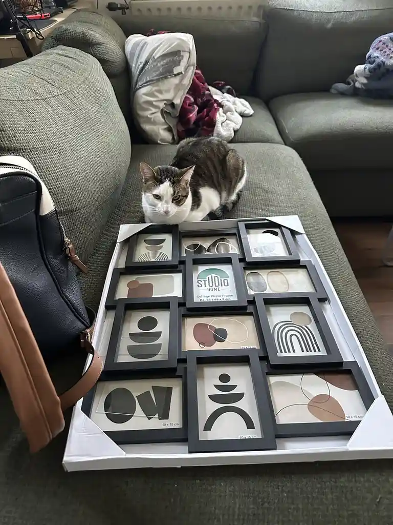 A tabby and white cat sits on a green couch behind a white box filled with black-framed abstract art prints. The cat stares…