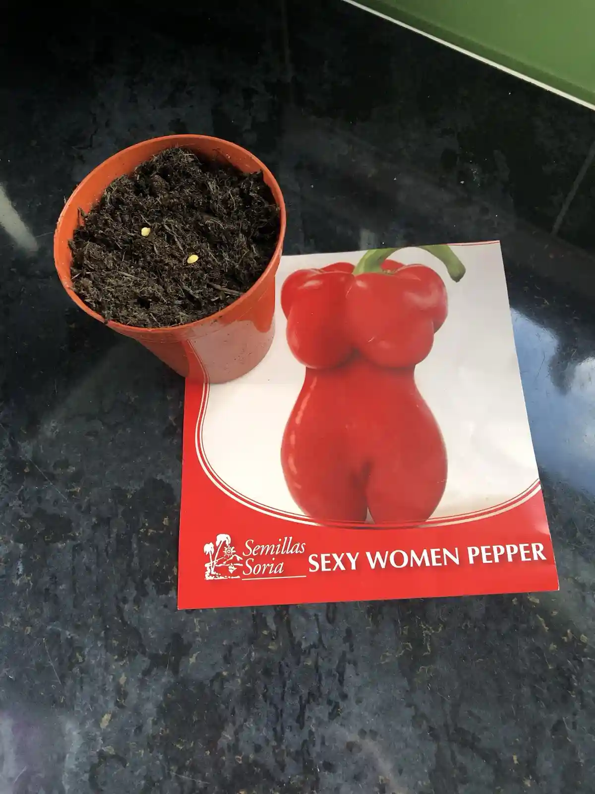 An orange pot filled with soil and two yellow seeds sits next to a seed packet for 'Sexy Women Pepper,' which features a…