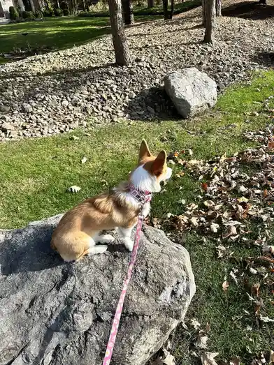 A tan and white corgi sits atop a large gray rock in a grassy yard scattered with fallen leaves, wearing a pink floral leash…